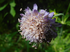 Microbotryum scabiosae