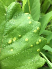 Phylloteras volutellae