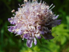 Microbotryum scabiosae