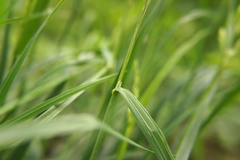 Dactylis glomerata lobata