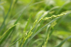 Dactylis glomerata lobata