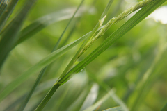 Dactylis glomerata lobata