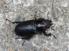 Lucanus cervus
