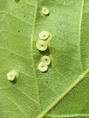 Phylloteras volutellae