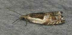 Ancylis metamelana