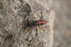 Cymatodera hopei