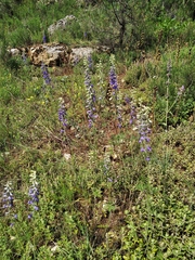 Delphinium fissum
