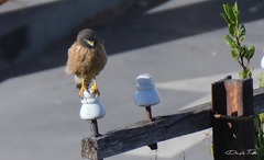 Rupornis magnirostris