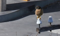 Rupornis magnirostris