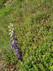 Delphinium fissum