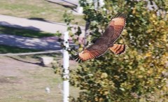 Rupornis magnirostris