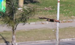 Rupornis magnirostris