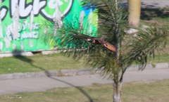 Rupornis magnirostris