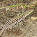 Northern Italian Wall Lizard - Photo (c) Mirko Tomasi, some rights reserved (CC BY-NC), uploaded by Mirko Tomasi