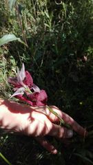 Serapias cordigera