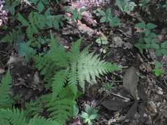 Phegopteris