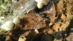 Steatoda paykulliana