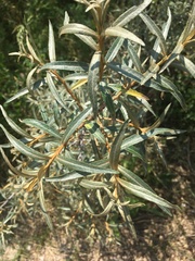 Hippophae