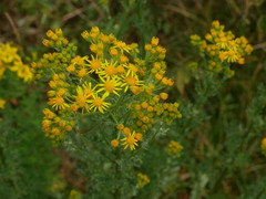 Asteraceae