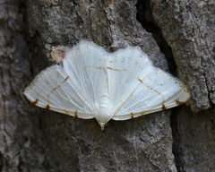 Macaria pustularia