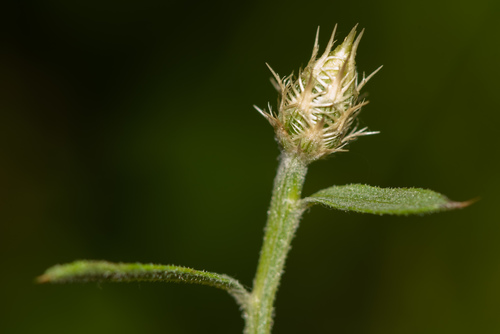 diffuse knapweed