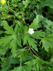 Geranium sibiricum