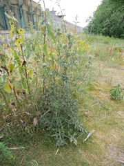 Cirsium vulgare