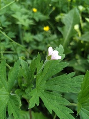 Geranium sibiricum