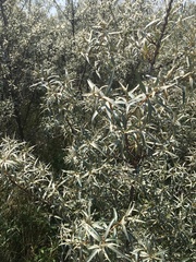 Hippophae