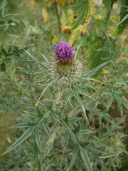 Cirsium vulgare