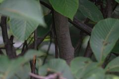 Meliosma dilleniifolia