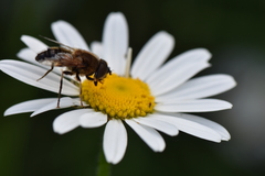 Eristalis pertinax