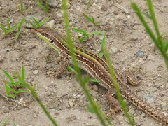 Podarcis siculus campestris