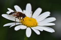 Eristalis pertinax