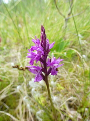 Dactylorhiza traunsteineri