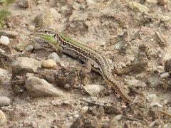 Podarcis siculus campestris