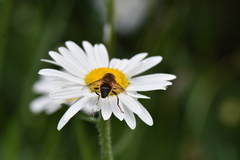 Eristalis pertinax