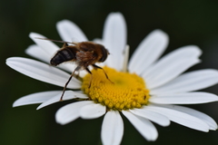 Eristalis pertinax