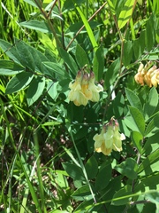 Lathyrus laevigatus occidentalis
