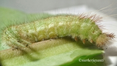 Amathusia phidippus celebensis