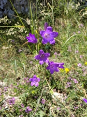 Campanula sibirica taurica