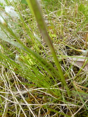 Dactylorhiza traunsteineri