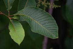 Meliosma dilleniifolia