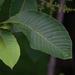 Meliosma dilleniifolia - Photo (c) Ramnarayan K, some rights reserved (CC BY), uploaded by Ramnarayan K
