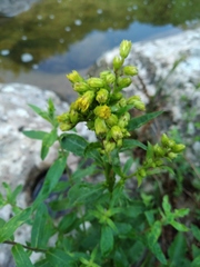 Solidago virgaurea taurica