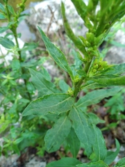 Solidago virgaurea taurica