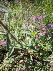 Campanula sibirica taurica