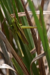 Mermiria intertexta