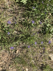 Sisyrinchium idahoense