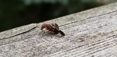 Tritoxa
